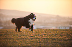 running Bernese Mountain Dog