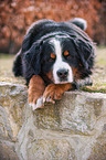 lying Bernese Mountain Dog
