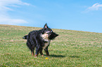 shaking Bernese Mountain Dog
