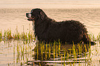 bathing Bernese Mountain Dog
