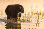 walking Bernese Mountain Dog