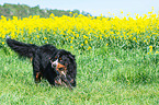 Bernese Mountain Dog