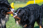 2 Bernese Mountain Dogs