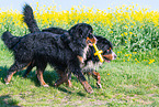 2 Bernese Mountain Dogs