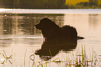 bathing Bernese Mountain Dog