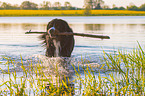 playing Bernese Mountain Dog