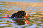 Bernese Mountain Dog is trained as a water rescue dog