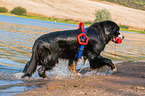 Bernese Mountain Dog is trained as a water rescue dog