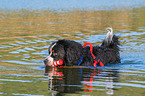 Bernese Mountain Dog is trained as a water rescue dog