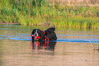 Bernese Mountain Dog is trained as a water rescue dog