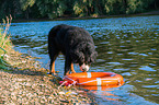 Bernese Mountain Dog is trained as a water rescue dog