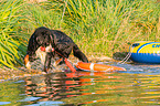 Bernese Mountain Dog is trained as a water rescue dog