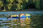 Bernese Mountain Dog is trained as a water rescue dog