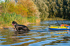 Bernese Mountain Dog is trained as a water rescue dog