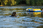 Bernese Mountain Dog is trained as a water rescue dog