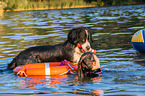 Bernese Mountain Dog is trained as a water rescue dog