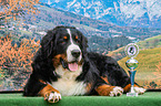 lying Bernese Mountain Dog