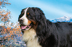 Bernese Mountain Dog Portrait