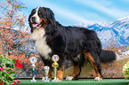 standing Bernese Mountain Dog