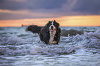 Bernese Mountain Dog at the sea