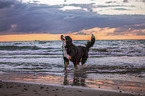 Bernese Mountain Dog at the sea