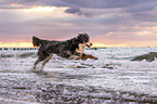 Bernese Mountain Dog at the sea