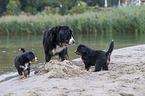 Bernese Mountain Dog Puppy
