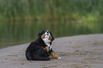 Bernese Mountain Dog Puppy