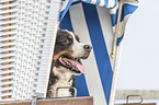 Bernese Mountain Dog Portrait