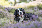lying Bernese Mountain Dog