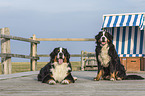 lying Bernese Mountain Dog
