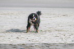 Bernese Mountain Dog