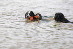 Bernese Mountain Dog