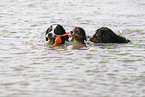 Bernese Mountain Dog