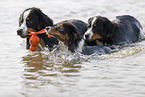 Bernese Mountain Dog