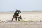 standing Bernese Mountain Dog