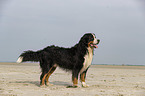 standing Bernese Mountain Dog