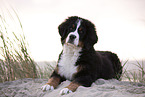 lying Bernese Mountain Dog