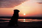 sitting Bernese Mountain Dog