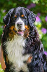 sitting Bernese Mountain Dog