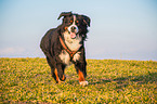 running Bernese Mountain Dog