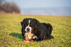 lying Bernese Mountain Dog