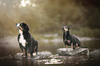 Bernese Mountain Dog Puppy and Mongrel