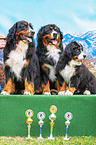 sitting Bernese Mountain Dogs