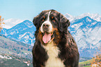 Bernese Mountain Dog portrait