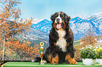 sitting Bernese Mountain Dog