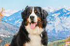Bernese Mountain Dog portrait