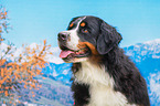 Bernese Mountain Dog portrait