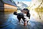 Bernese Mountain Dog at the water