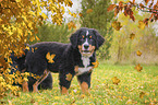 standing Bernese Mountain Dog